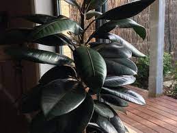 To 1.7 °c (35 °f) usda zone 11: Ficus Elastica Burgundy Losing Colour