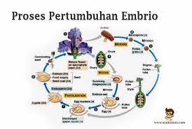 Perkembangan adalah pertumbuhan yang disertai dengan organogenesis dan diferensiasi struktur pembelahan zigot terjadi secara mitosis, yaitu dimulai dari satu menjadi dua, dua menjadi empat, dan pada saat pembelahan sel terjadi pembelahan yang tidak bersamaan. Pengertian Proses Perkembangan Embrio Pertumbuhan Tahapan