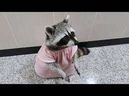 Check spelling or type a new query. Raccoon Wears A Pretty Dress To Taste New Snacks Youtube