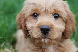 11 Pros And 11 Cons Of Cavapoo Puppies Breed