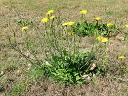 Cats are known to be susceptible to ear mites, especially if they have access to the outdoors. Hypochaeris Radicata Catsear Cat S Ear False Dandelion Flatweed Hairy Cat S Ear North Carolina Extension Gardener Plant Toolbox