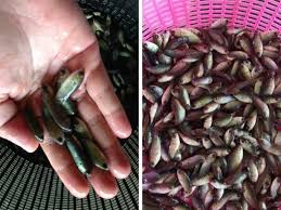 Hasilkan pelet sendiri untuk kurangkan kos makanan. Ikan Puyu Dari Aspek Penternakan Umpan