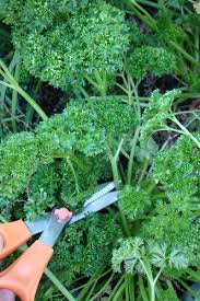 A favorite of designers, it gracefully mingles with other plants, adding unmatched elegance. Growing Parsley Plants Planting General Growing Tips