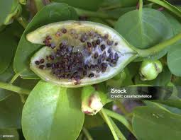 Image result for Capparis citrifolia