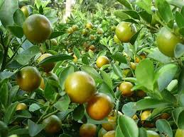 Jeruk nipis atau juga dikenal dengan nama latin citrus aurantifolia adalah salah satu buah yang banyak diminati oleh masyarakat indonesia. Jual Bibit Jeruk Kasturi Jeruk Kalamansi Unggul Termurah Kartani Co Id
