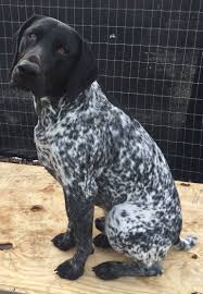 Black And White English Pointer Puppy Cole Black N White Gsp German Shorthaired Pointer Dog Gsp Puppies German Shorthaired Pointer