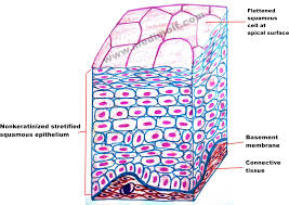 Observe goblet cells in the simple columnar epithelium of the duodenum. What Is Epithelial Tissue Different Types Of Structure Location And Function Medimolt