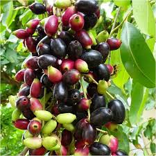 Image result for Syzygium cumini