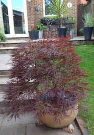 Erable au feuillage finement découpé, de couleur pourpre, devenant écarlate, jaune et orange en automne. This Acer Has Survived Happily In The Pot For A Good Few Years Japanese Maple Tree Care Potted Trees Japanese Garden