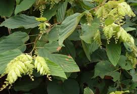 Image result for Flemingia strobilifera