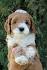 Virginia Labradoodle Puppies For Sale | Virginia Breeders
