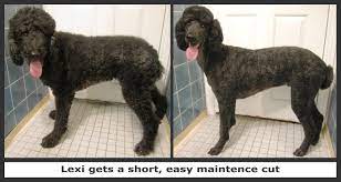 This is also known as a lamb cut or town and country.. Black Poodle Doggroomingbyjanice