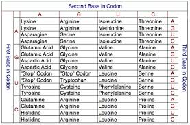 Gene Expression Protein Synthesis