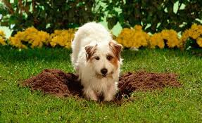 We did not find results for: Your Dog Is Digging Up Your Garden Here S How To Stop Them