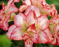 Bigger Better Flower Bulbs For Your Home And Garden By Easytogrow Amaryllis Amaryllis Flowers Bulb Flowers