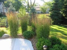 Karl Foerster Grass Landscape Winnipeg Google Search Front Yard Landscaping Grasses Landscaping Lawn And Garden