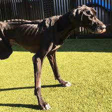 Great danes are the world's biggest lapdogs. Owners Charged After Starving Tied Up Great Dane Chewed Off Own Foot Ksnv