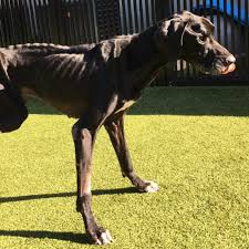 Qr code link to this post. Owners Charged After Starving Tied Up Great Dane Chewed Off Own Foot Ksnv
