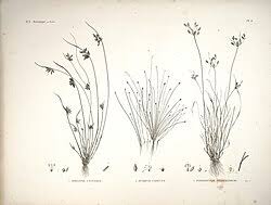 Image result for Eleocharis caduca