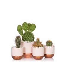 You can also purchase our set of downloadable succulent id cards to save this information to your phone or. Cacti Plant Bundle Online Houseplants And Succlents Uk Delivery