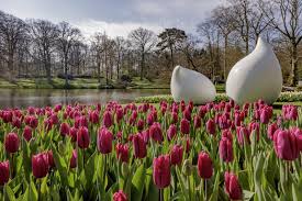 Check spelling or type a new query. Keukenhof Park 2021 Enjoy The Dutch Countryside