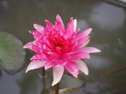 Nymphaea Red Spider Hardy Water Lily Thailand 007 Lily Lotus Flower Lights Water Lilies