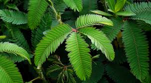 Image result for Mimosa pudica
