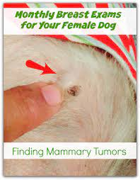 When a parent has cancer, it's common for the family's focus to change. Monthly Dog Breast Exams Oh My Shih Tzu