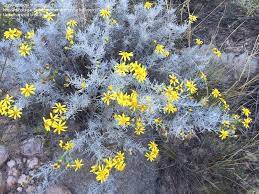 Leaves trifoliately compound with a pale white crescent; Plant Identification Closed Silver Leaves Yellow Flowers At Palo Duro Ks 1 By Starbellyjerry