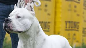 Bordeaux aop/аос (appellation d'origine protégée/controlée). Kampfhunde Extrem Gefahrlich Argentinische Doggen Verletzen Besitzer Schwer Panorama Stuttgarter Zeitung