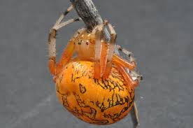 Overwinters as a subadult and matures early for such a large spider. What Is That Big Orange Spider The Infinite Spider