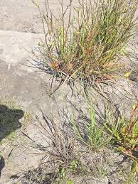 Image result for Eragrostis paniciformis