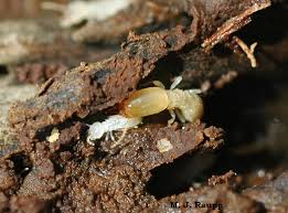 Eastern pest control nj provides liquid and baiting termite elimination systems. Termites Info Eastern Termite