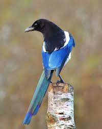 Meat & three plates also available. Magpie Beautiful Birds Pretty Birds Pet Birds