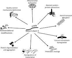 Mechanisms Of Pathogenesis In Machado Joseph Disease Several Events Download Scientific Diagram