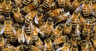 Free Images Pixabay Bee Keeping Bee Bee Removal