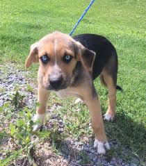 Located near niagara falls ny, buffalo ny, western ny, rochester ny, syracuse ny, albany ny, utica ny, ithica ny. Syracuse Ny German Shepherd Dog Meet Thomas A Pet For Adoption