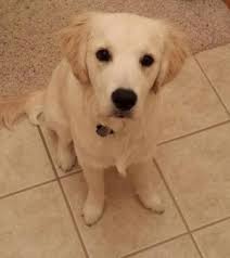 Meet Little White Dog Rescue Pets In Omaha