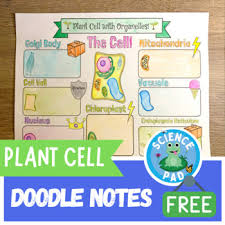 (let's just ignore the fact that i totally forgot to leave gaps for the plasmodesmata in the plant cell and had to use tippex) . Cell Doodle Notes Worksheets Teaching Resources Tpt