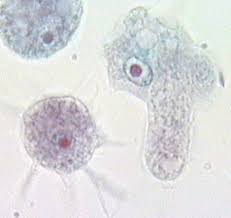 Image result for Entada bacillaris