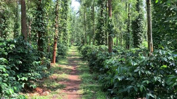 Chikmagalur coffee estate