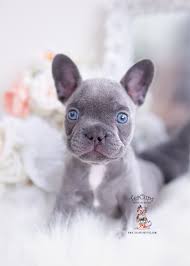 French bulldogs are excellent watch dogs who adapt well to family life or single. Lilac Frenchie Puppies For Sale Teacup Puppies Boutique