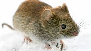 Ich habe seit ein paar tagen eine maus in meiner wohnung. Tierheim In Essen Sucht Besitzer Fur Hunderte Mause Stern De