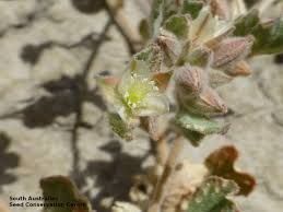 Image result for Glinus lotoides