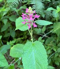 Image result for Cleistochlamys