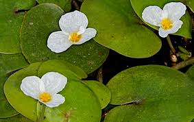 Image result for Hydrocharitaceae