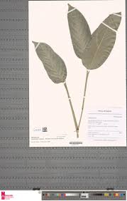 Image result for Marantochloa congensis