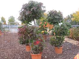 Bonsai garten manser 33104 paderborn. Gehlhaar Gartenbaumschule Hannover Pflanzen Formgeholze Amberbaum Bonsai Liquidambar Stryraciflua Bonsai