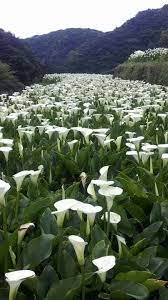 Pin On Flowers Group Board