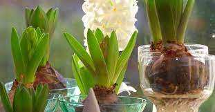 Maybe you would like to learn more about one of these? How To Force Garden Bulbs Indoors